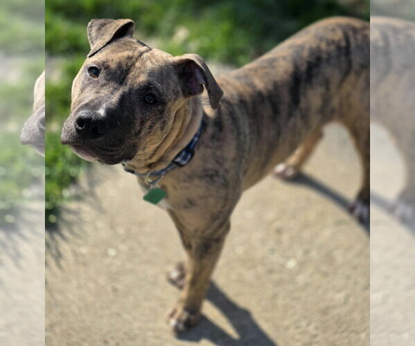 Medium Photo #2 Mutt Puppy For Sale in Clarkston, MI, USA