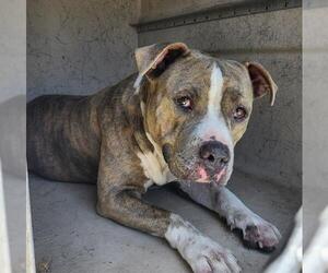 American Staffordshire Terrier-Unknown Mix Dogs for adoption in San Antonio, TX, USA