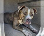 Small American Staffordshire Terrier Mix