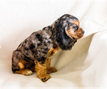 Small Photo #21 Cocker Spaniel Puppy For Sale in WAKARUSA, IN, USA