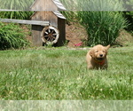 Small #3 Golden Retriever