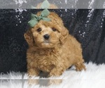 Small #5 Maltipoo