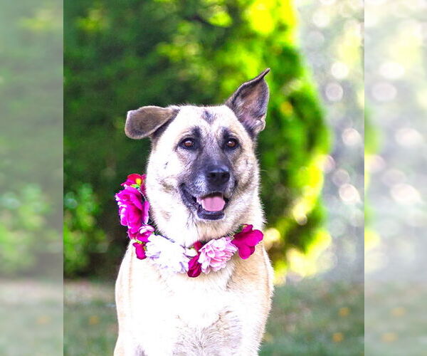 Medium Photo #2 German Shepherd Dog-Unknown Mix Puppy For Sale in Unionville, PA, USA