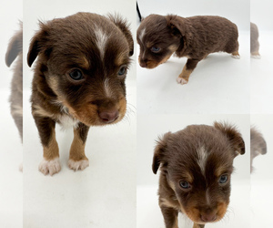 Miniature Australian Shepherd Puppy for sale in BROOKER, FL, USA