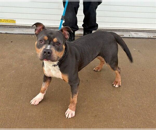 Medium Photo #1 Mutt Puppy For Sale in Louisville, KY, USA