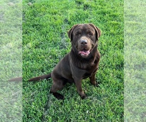 Father of the Labrador Retriever puppies born on 05/22/2026