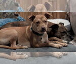 Small #6 Labrador Retriever Mix