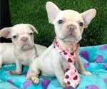 Small Photo #5 French Bulldog Puppy For Sale in BEAVERTON, OR, USA