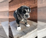 Small Photo #2 Puggle Puppy For Sale in GOSHEN, IN, USA