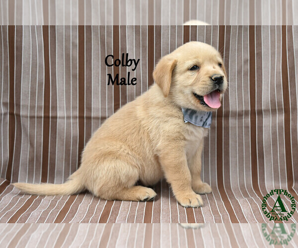 Medium Photo #3 Golden Labrador Puppy For Sale in BRIDGEWATER, VA, USA