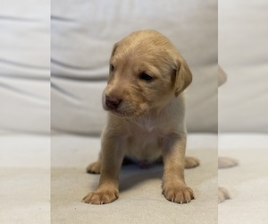 Double Doodle Puppy for sale in COLUMBIA, TN, USA