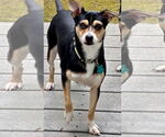 Small #1 Rat Terrier Mix
