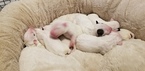 Small Photo #5 Bull Terrier Puppy For Sale in JACKSON, MI, USA