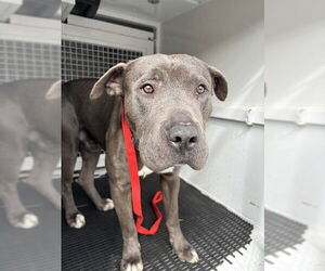 American Pit Bull Terrier Dogs for adoption in San Bernardino, CA, USA