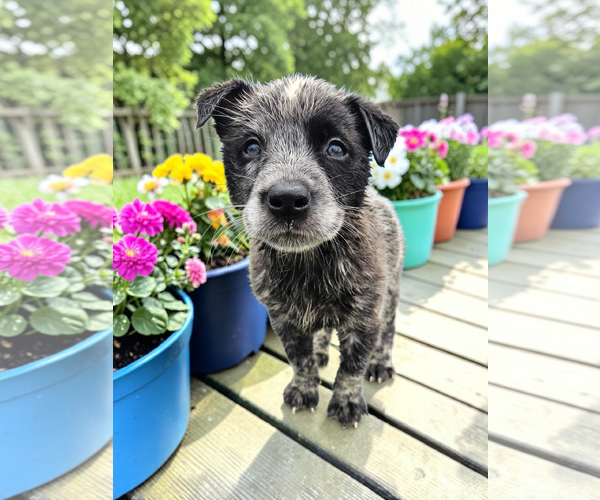 Medium Photo #7 Mutt Puppy For Sale in McKinney, TX, USA