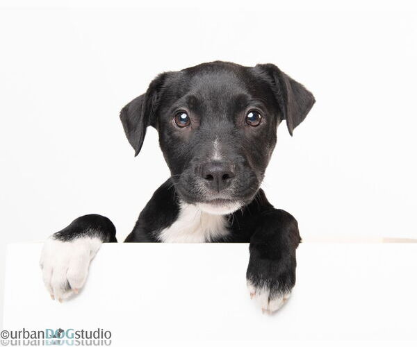 Medium Photo #3 Boxer-Collie Mix Puppy For Sale in Tampa, FL, USA
