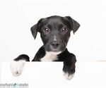 Small #2 Boxer-Collie Mix