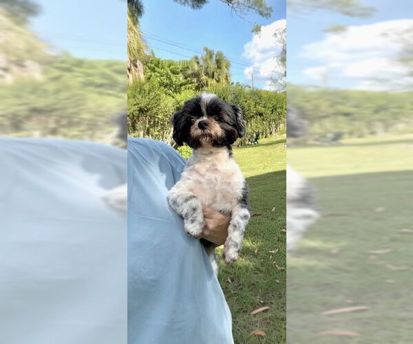 Medium Photo #3 Shih Tzu Puppy For Sale in Weston, FL, USA
