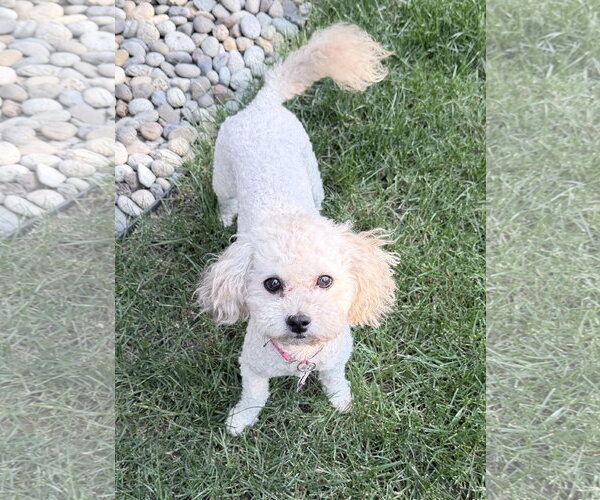 Medium Photo #3 Poodle (Toy) Puppy For Sale in Seattle, WA, USA