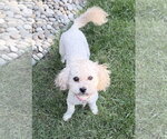 Small #2 Poodle (Toy)
