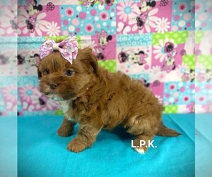 Shorkie Tzu Puppy for sale in WINNSBORO, LA, USA