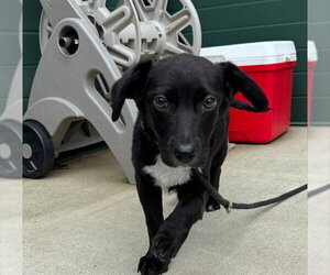Labrador Retriever-Unknown Mix Dogs for adoption in Waterford, VA, USA