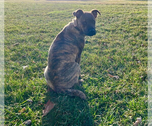 Medium Photo #1 Mutt Puppy For Sale in Springdale, PA, USA