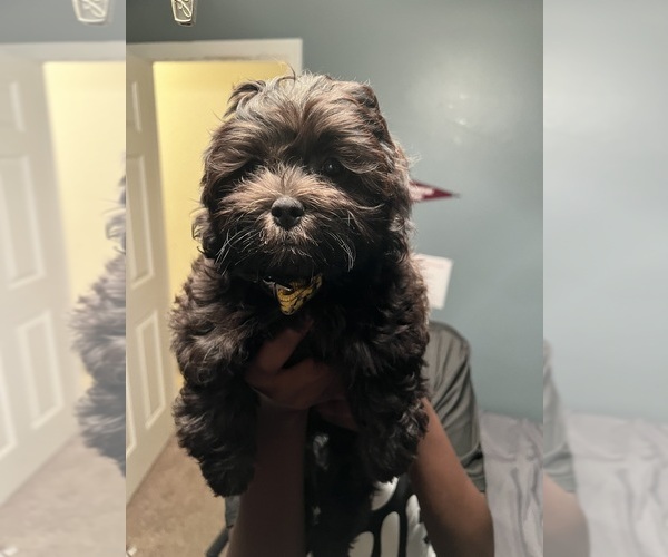 Medium Photo #1 ShihPoo Puppy For Sale in CHESAPEAKE, VA, USA