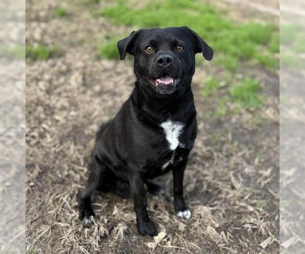 Medium Photo #1 Pug-Unknown Mix Puppy For Sale in Modesto, CA, USA