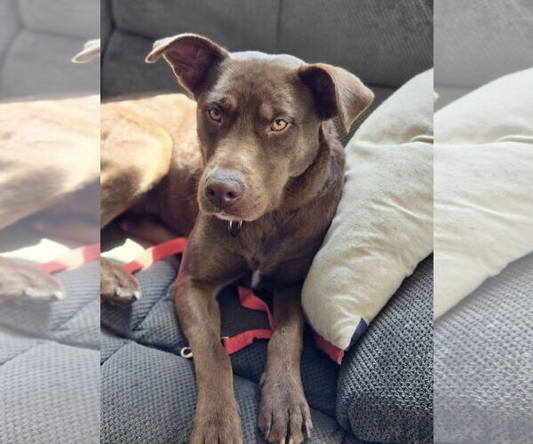 Medium Photo #2 Chocolate Labrador retriever-Unknown Mix Puppy For Sale in Mount Laurel, NJ, USA