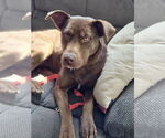 Small #1 Chocolate Labrador retriever Mix