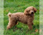 Small Photo #1 ShihPoo Puppy For Sale in EAST EARL, PA, USA