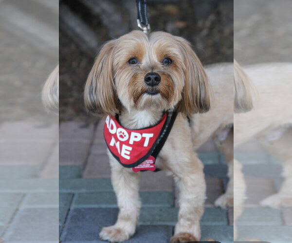 Medium Photo #6 Maltese-Unknown Mix Puppy For Sale in Mission Viejo, CA, USA