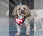 Small #5 Maltese Mix