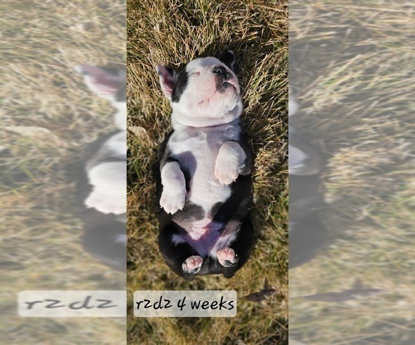 Medium Photo #7 Boston Terrier Puppy For Sale in GENOA, NE, USA