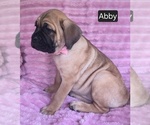 Small #8 Cane Corso