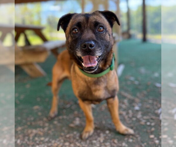 Medium Photo #2 Mutt Puppy For Sale in Canton, CT, USA