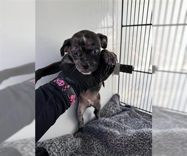 Medium Photo #1 Chihuahua-Unknown Mix Puppy For Sale in Houston, TX, USA