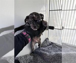 Chihuahua-Unknown Mix Dogs for adoption in Houston, TX, USA