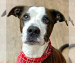 Small #14 American Bulldog-Labrador Retriever Mix
