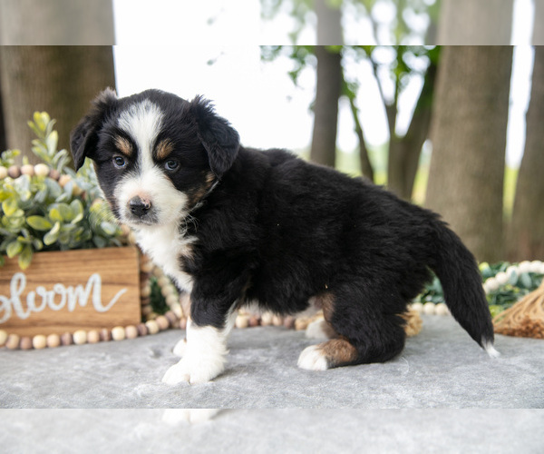 Medium Photo #2 Miniature American Shepherd Puppy For Sale in CHRISTIANA, PA, USA