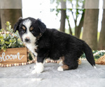 Small #1 Miniature American Shepherd