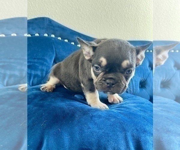 Medium Photo #11 French Bulldog Puppy For Sale in PARADISE VALLEY, AZ, USA