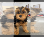 Small #1 Yorkshire Terrier