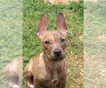 Small #1 Mutt