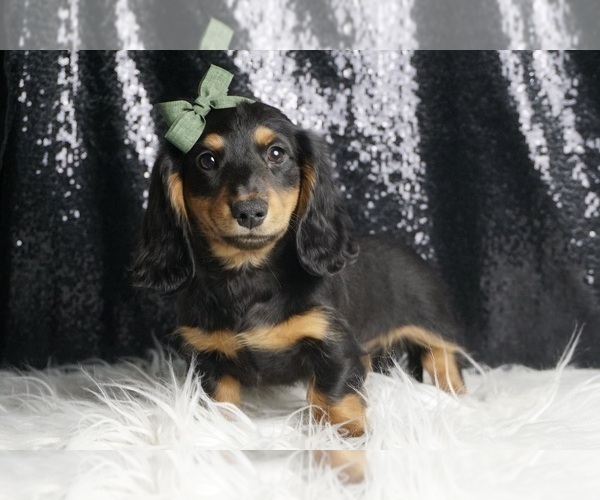 Medium Photo #6 Dachshund Puppy For Sale in WARSAW, IN, USA