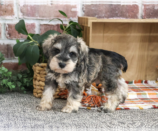 Medium Photo #1 Schnauzer (Miniature) Puppy For Sale in SYRACUSE, IN, USA