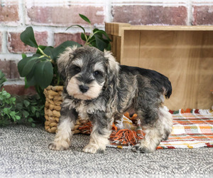 Schnauzer (Miniature) Puppy for sale in SYRACUSE, IN, USA