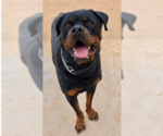 Small #5 Rottweiler