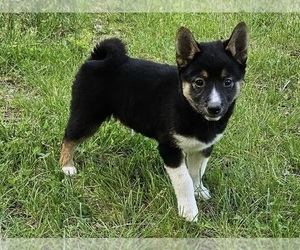 Shiba Inu Puppy for sale in CLARK, MO, USA